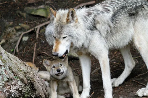Волка Фото волк и детеныш волка