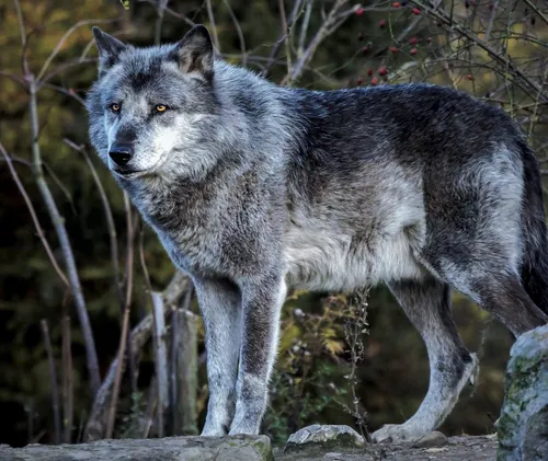 Волка Фото волк, стоящий в лесу