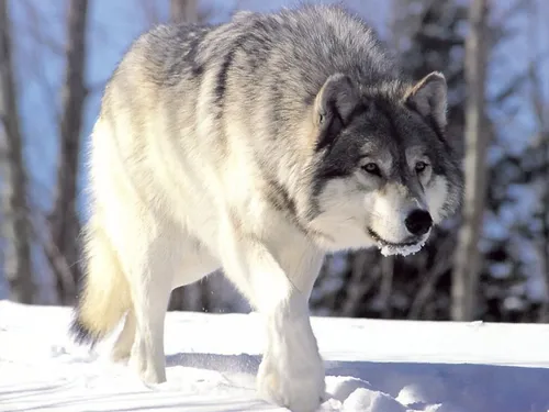 Волка Фото волк, идущий по снегу