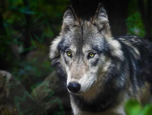 Волка Фото волк в лесу