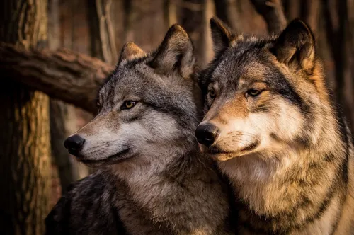 Волка Фото пара волков