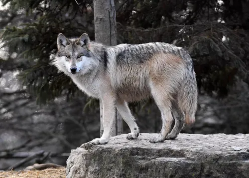 Волка Фото волк, стоящий на скале