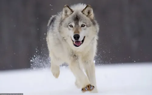 Волка Фото белый волк бежит по снегу