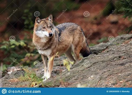 Волка Фото волк, стоящий на бревне