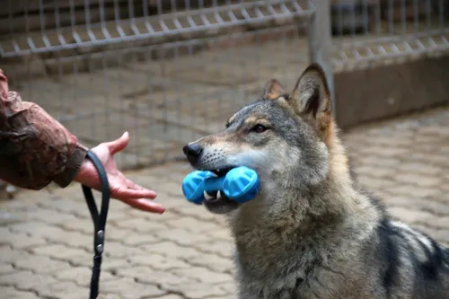 Волка Фото рука, держащая игрушечный пистолет к волку