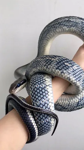 Змея Hd Обои на телефон змея в руке человека