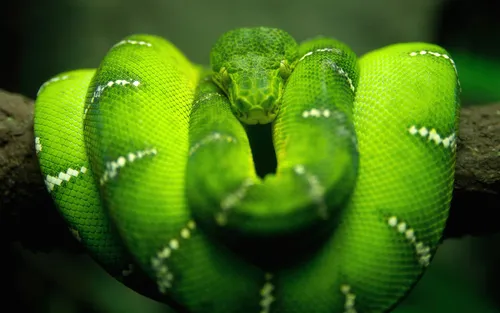 Змея Hd Обои на телефон свернутая зеленая змея