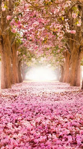 Красивые Андроид Обои на телефон группа деревьев с розовыми цветами