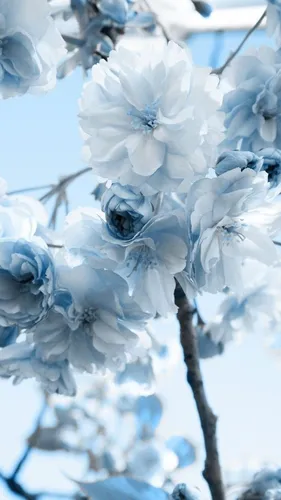 Красивые Андроид Обои на телефон цветы на дереве крупным планом