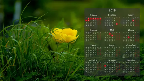 Календарь 2020 Обои на телефон желтый цветок в траве