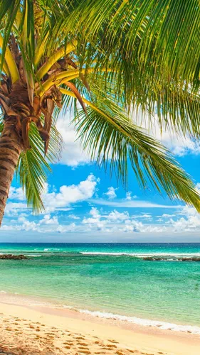 Бесплатно Природа Обои на телефон пальма на пляже