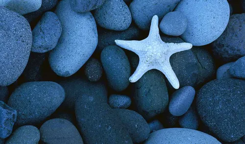 Бесплатно Природа Обои на телефон морская звезда на груде камней