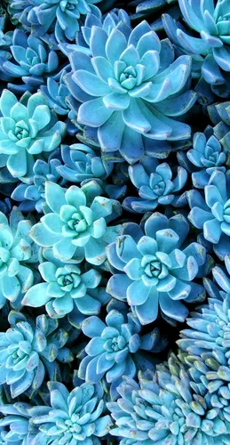 Бирюзового Цвета Обои на телефон группа голубых цветов
