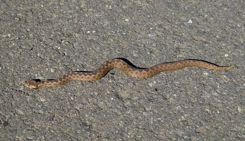 Гадюка Фото длинная коричневая змея на грязной поверхности