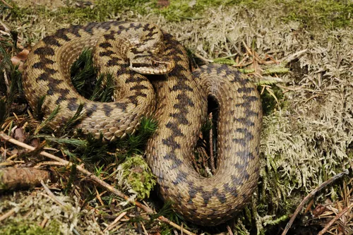 Гадюка Фото змея в траве