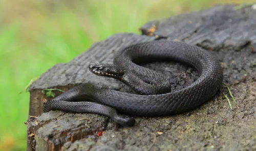 Гадюка Фото черно-коричневая змея на скале