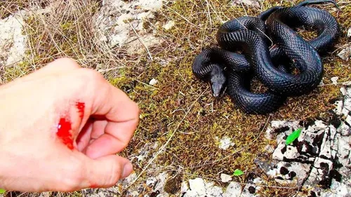 Гадюка Фото рука, держащая черно-красную змею