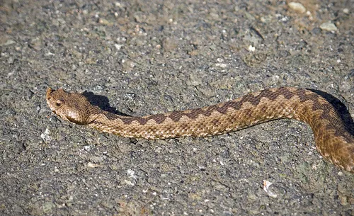 Гадюка Фото коричнево-черная змея на земле