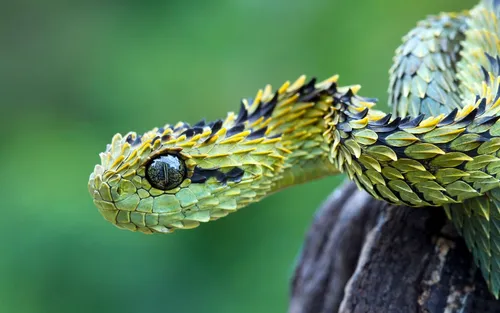 Гадюка Фото змея с желтой и черной чешуей