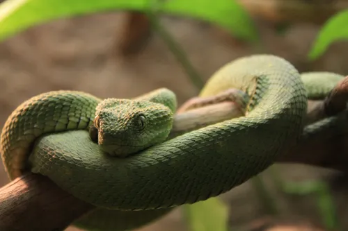 Гадюка Фото змея на ветке
