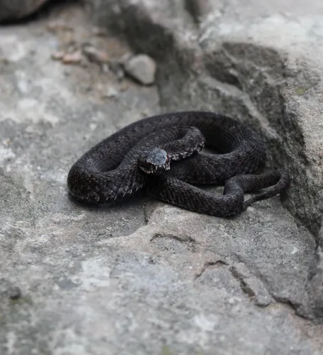 Гадюка Фото черная змея на скале