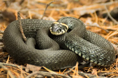 Гадюка Фото змея, лежащая на земле