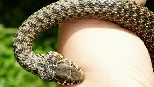Гадюка Фото змея с большим хвостом