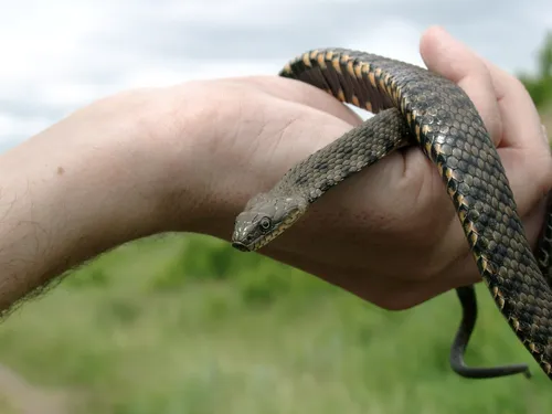 Гадюка Фото рука, держащая змею