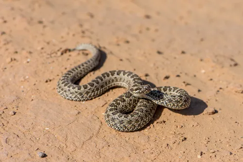 Гадюка Фото змея на песке