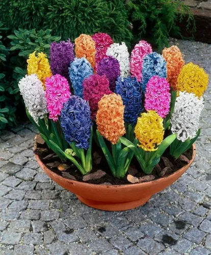 Гиацинт Фото горшок с разноцветными цветами
