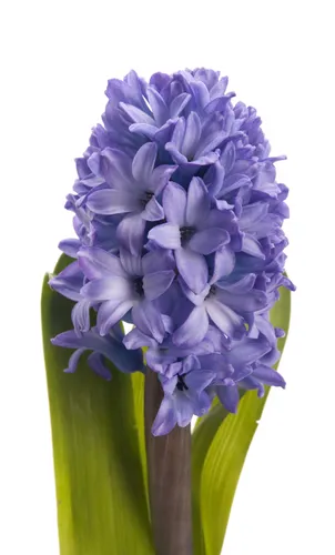 Гиацинт Фото ваза с голубыми цветами