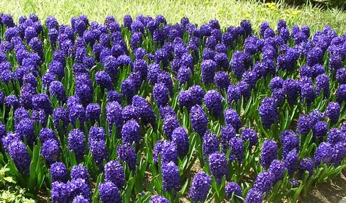 Гиацинт Фото поле фиолетовых цветов
