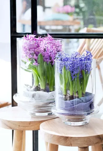 Гиацинт Фото пара ваз с фиолетовыми цветами на столе