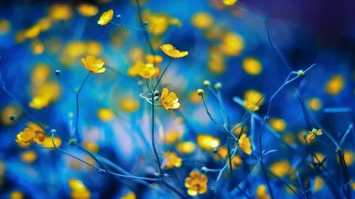 Желтые Цветы