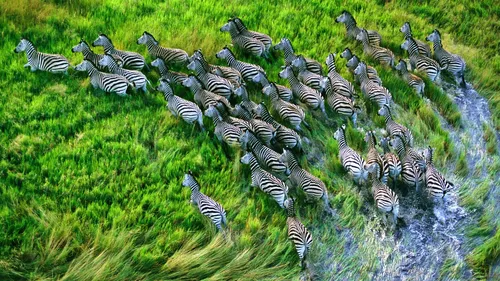 Зебра Обои на телефон большая группа зебр в поле
