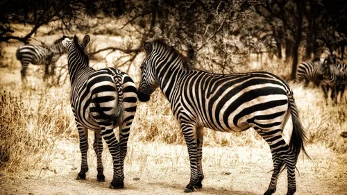 Зебра Обои на телефон зебры, стоящие в дикой природе