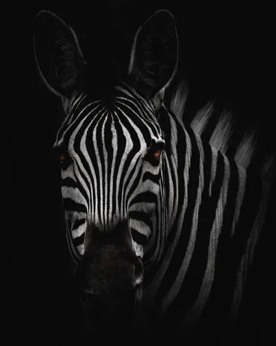 Зебра Обои на телефон зебра с черно-белыми полосками