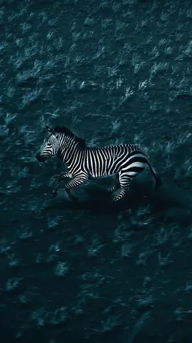 Зебра Обои на телефон зебра плавает в воде