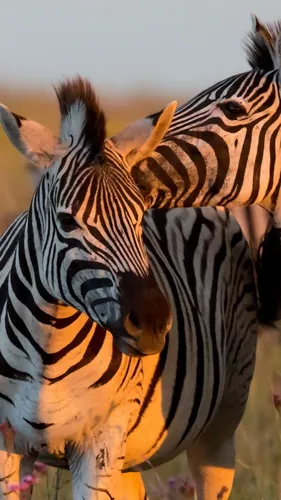Зебра Обои на телефон зебра и детская зебра