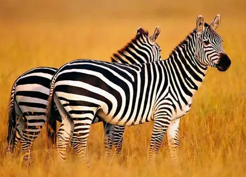 Зебра Обои на телефон группа зебр стоит на травянистом поле