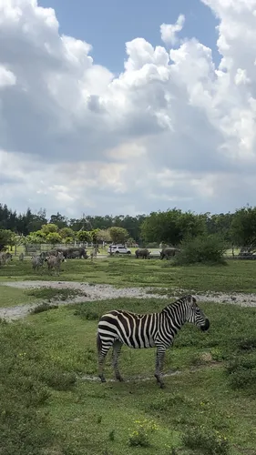 Зебра Обои на телефон зебры в поле