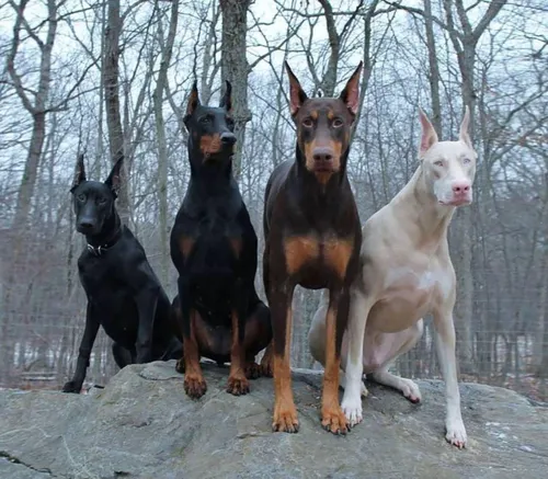 Доберман Фото группа собак, стоящих на скале