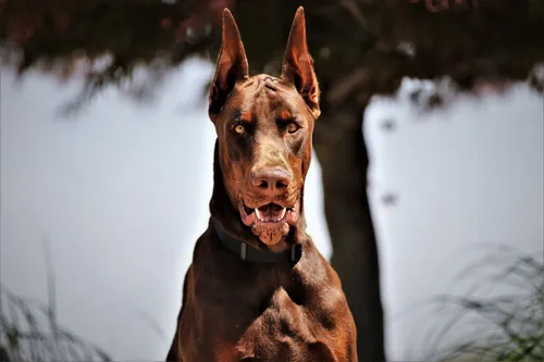Доберман Фото собака с открытым ртом