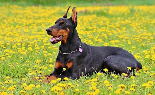 Доберман Фото собака лежит в поле желтых цветов