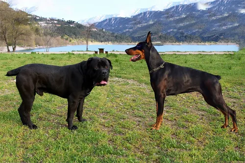 Доберман Фото две собаки стоят на траве