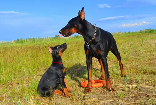 Доберман Фото пара собак стоят рядом друг с другом