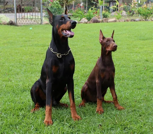 Доберман Фото две собаки сидят на траве