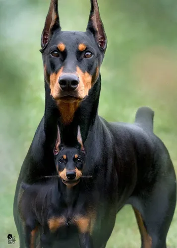 Доберман Фото черная собака с коричневой собакой