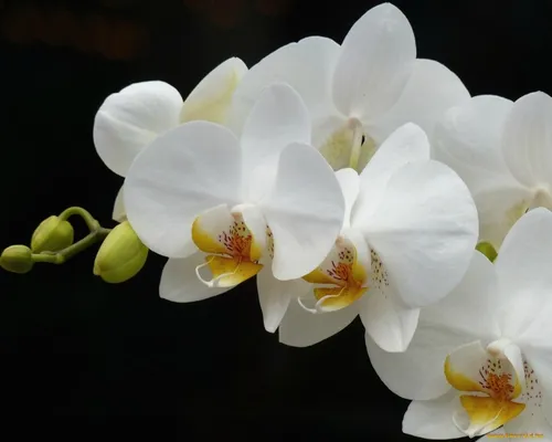 Орхидеи Обои на телефон белые цветы крупным планом