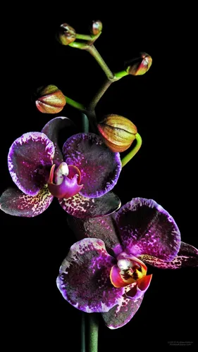 Орхидеи Обои на телефон  скачать фото
